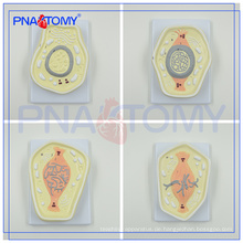 PNT-0827 hochwertiges biologisches Tierzellmodell